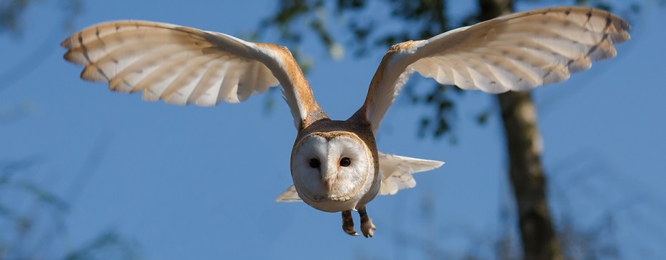 biomimétisme aéronautique