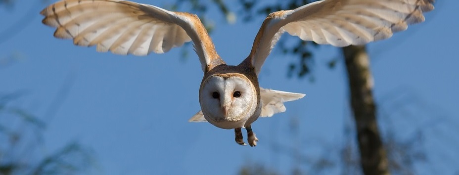 Biomimétisme aéronautique