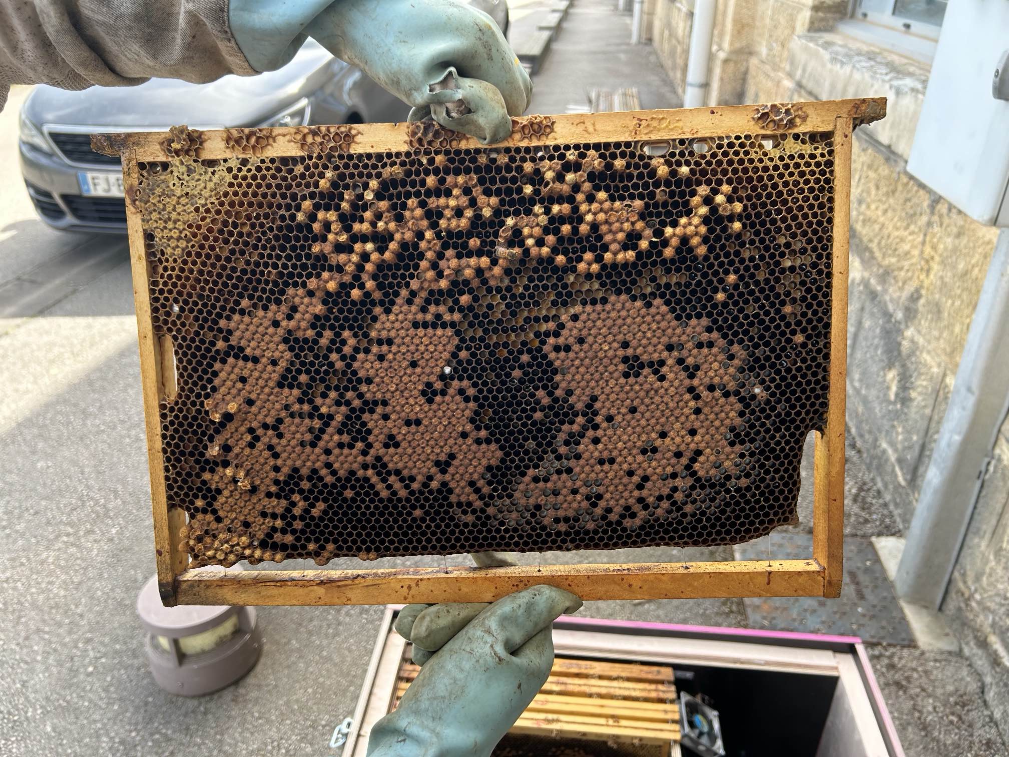 elles ne produisent pas de miel car les sont utilisées par nos étudiants