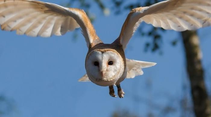 Biomimétisme aéronautique