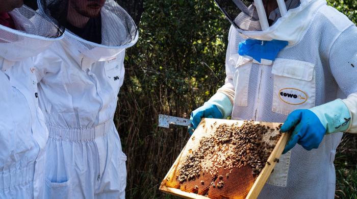 L'institut de Chalon-sur-Saône a offert une belle surprise à son personnel : un pot de miel issu de la ruche parrainée grâce à la société CowoBee