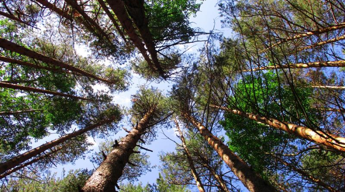 A2ForBois: wood, an industry with a bright future 